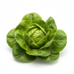 Lettuce recipes